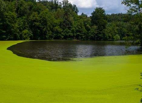 На дне Мексиканского залива образовалась «мертвая зона» площадью 13 тыс. кв. км