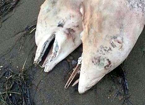 На берег Турции выбросило двухголового дельфина (ФОТО)