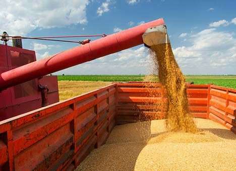 Украинские аграрии увеличили реализацию продукции на 25%