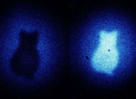 Физики получили изображения кота Шредингера