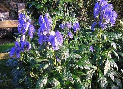 Китайская медицина довела пациентку до «козьей смерти»