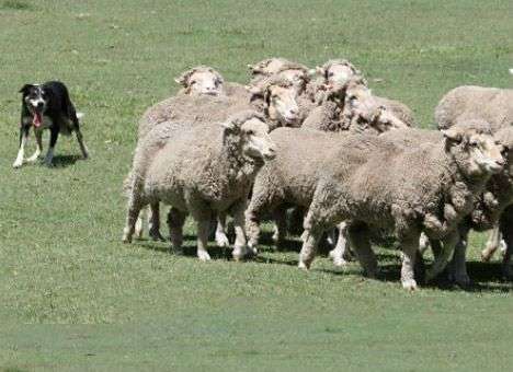 Овчарки будут учить роботов управлять толпой