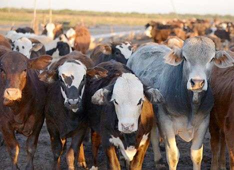 Аргентина решила сколотить состояние на санкциях РФ против ЕС