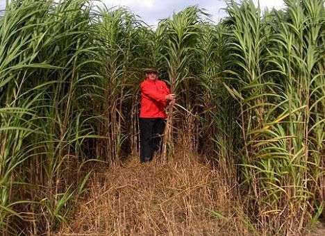 Дешевый газ для Украины будут добывать из растений