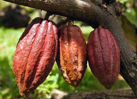 Из-за Эболы цены на какао поднялись до максимума за 3,5 года