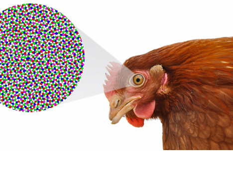 Ученые обнаружили скрытый порядок в глазах обычных куриц