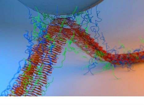 Американские ученые создали клей из мидий