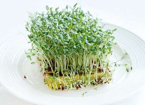 Брокколи и кресс-салат полезны для аутистов