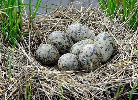 Форма яиц помогла птицам выжить после глобальной катастрофы