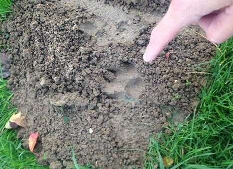 Под Парижем более ста полицейских и пожарных разыскивают тигра