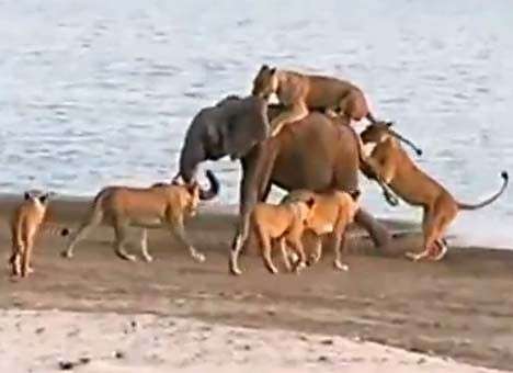 Ролик о спасении слоненка от стаи львов взорвал Интернет (ВИДЕО)