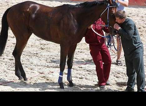 Германия сняла санкции с жеребцов главы Чечни