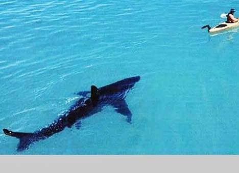 В ЮАР изобрели электрическую систему отпугивания акул