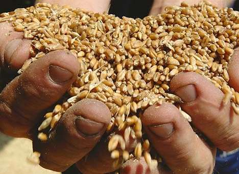 Аграриев одолели паразиты