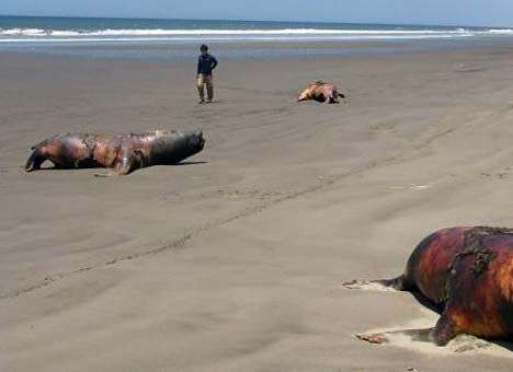 На пляжах Перу найдены останки 500 тюленей