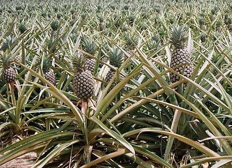 Полсотни слонов уже неделю истребляют плантации ананасов в Таиланде