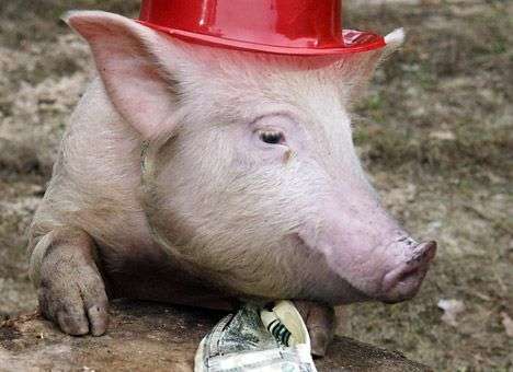 Триумф поросенка