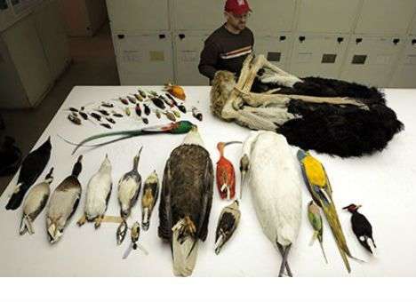 Генетики ответили на главные вопросы эволюции птиц