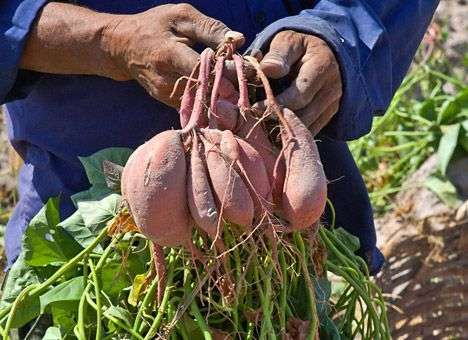 Ученые обвинили картофель в гибели цивилизации острова Пасхи