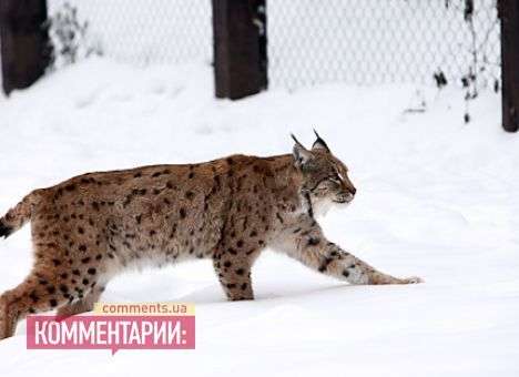 Ученые предсказали возвращение крупных хищников в Европу