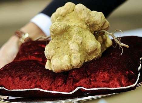 Ученые объяснили схожесть марихуаны и трюфеля