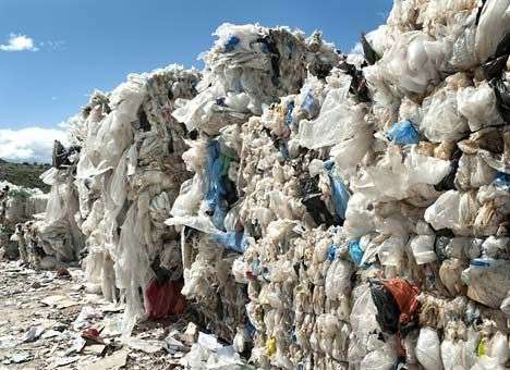 Пластик превратят в съедобные грибы