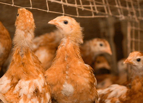 В Японии обнаружили очередной очаг птичьего гриппа