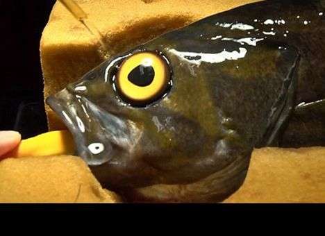 Ослепшему окуню пришили искусственный глаз (ФОТО, ВИДЕО)