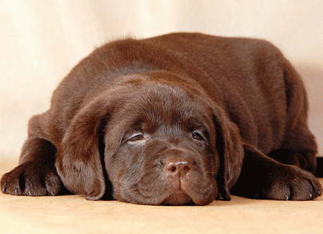 В США щенок лабрадора проглотил обручальные кольца ценой $ 23 000