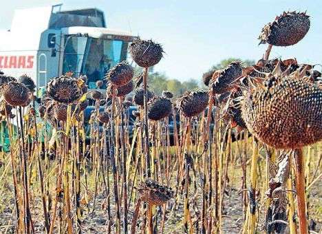 Сырьевая валюта