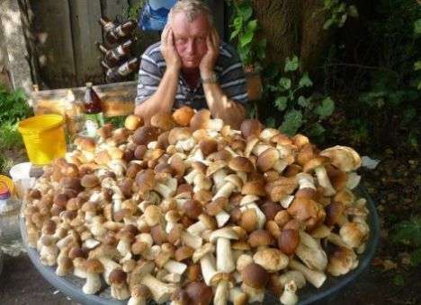 В Украине ценовой бум на грибы - СМИ