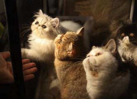 Савченко в СИЗО подготовилась к выставке котов и планирует сбежать в лес