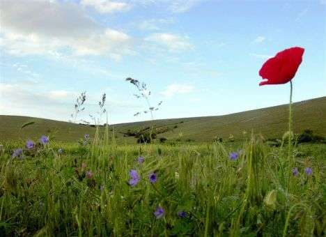 Маки цветут: Украина впервые отмечает День памяти и примирения (ВИДЕО, ФОТО)