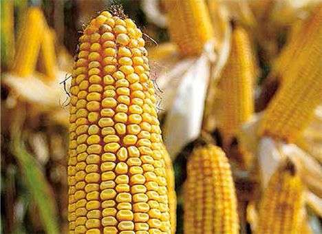 Землю продать и засадить ее ГМО