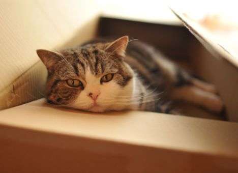 Топ-котов, которые «взорвали» Интернет (ВИДЕО)