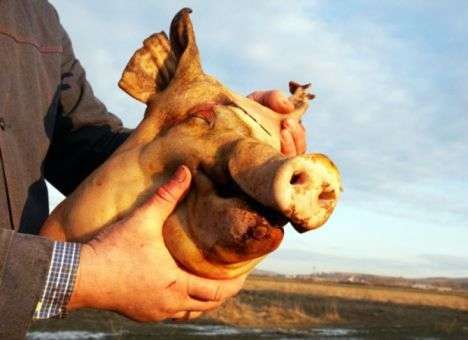 Жутко вонючий бизнес: Украина для свиней?