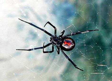 Спящего ребенка на Херсонщине укусил ядовитый паук