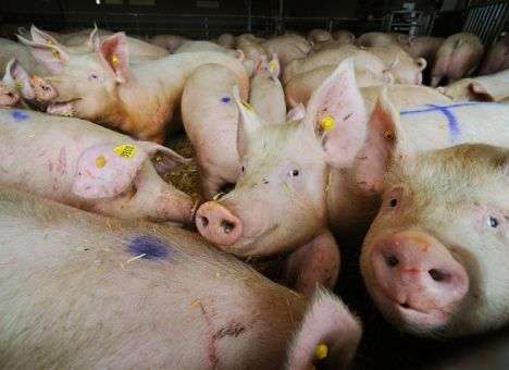 Под Киевом, где сжигают десятки тысяч свиней, люди задыхаются от дыма