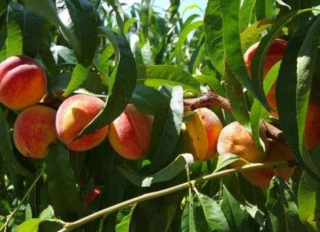 В РФ готовятся уничтожить 73 тонны персиков