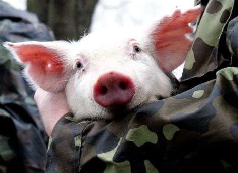 В РФ нашли замену украинской свинине