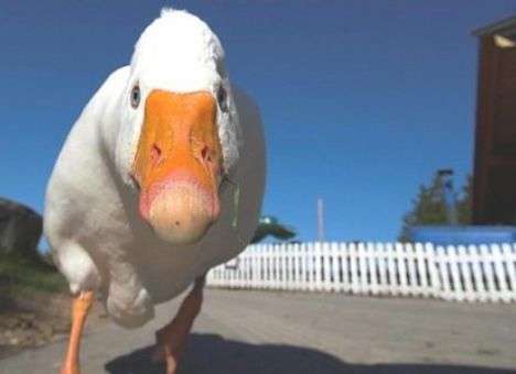 В РФ мужчина донес в полицию, что соседи едят санкционных гусей (ДОКУМЕНТ)