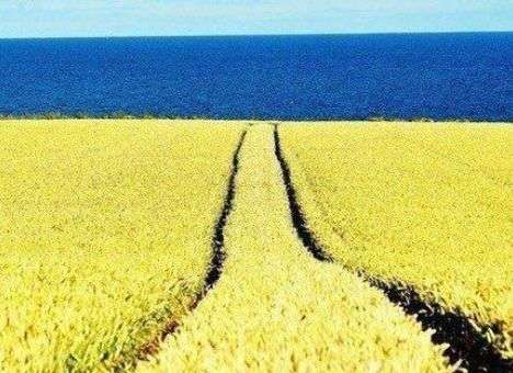 Из госрезерва «куда-то пропали» сотни тысяч тонн зерна, - Абромавичус