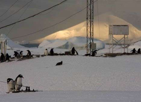 Пингвины, борщ без мяса кенгуру и «африканская» горилка: Как украинцы отмечают День Независимости за границей