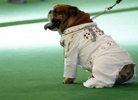 Украинское собаководство: советы владельцам чистопородных животных