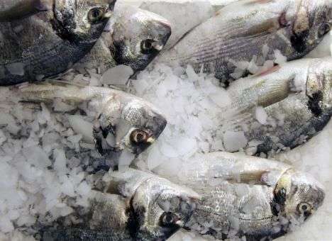 Украинская рыба может резко взлететь в цене