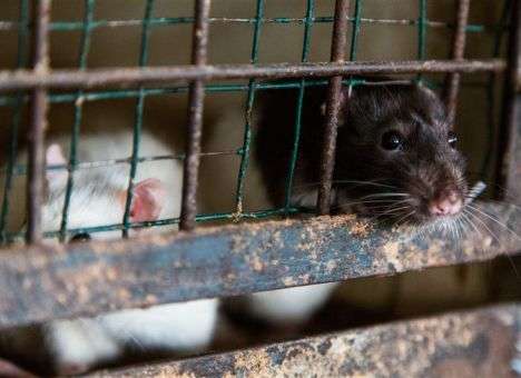 В индийской больнице новорожденного загрызла крыса