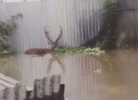 В РФ животные погибают в затопленном зоопарке