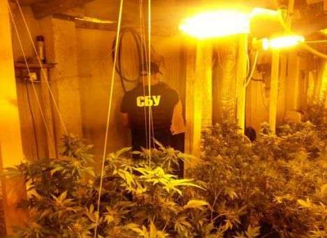 СБУ нашла лаборатории, где выращивали «евронаркотики» (ФОТО, ВИДЕО)