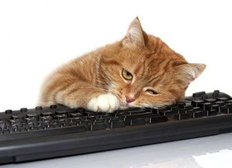 В Японии придумали защиту клавиатуры от кошек
