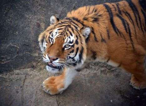 В зоопарке Гамильтона произошла трагедия (ВИДЕО)